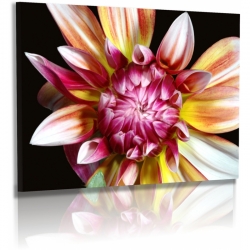 Naturbilder - Blumenfotos - Blume - Bild - Dahlie - Exotische Blumen
