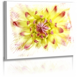 Naturbilder - Blumenfotos - Blume - Bild - Dahlie - Weiss - Gelb