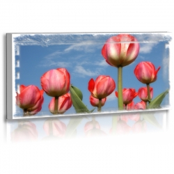 Naturbilder - Blumenfotos - Blume - Bild - Tulpen -...
