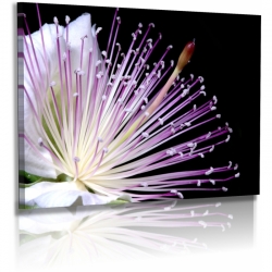 Naturbilder - Blumenfotos - Blume - Passionsfrucht - Blüte