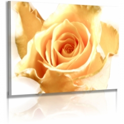 Naturbilder - Blumenfotos - Blume - Rose - Bilder - Gelbe...