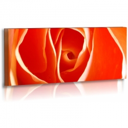 Naturbilder - Blumenfotos - Blume - Rose - Bilder - Orange