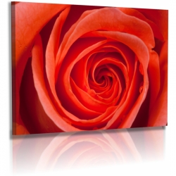 Naturbilder - Blumenfotos - Blume - Rose - Bilder - Orange
