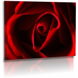 Naturbilder - Blumenfotos - Blume - Rose - Bilder - Rot - Schwarz