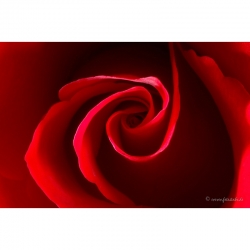 Naturbilder - Blumenfotos - Blume - Rose - Bilder - Rot