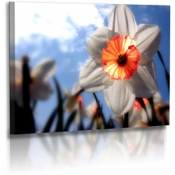 Naturbilder - Blumenfotos - Narzissen - Bilder - Blume - Frühlingsbilder