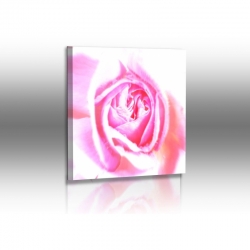 Naturbilder - Blumenfotos - Rose - Rosa - Bilder - Blumen...