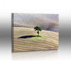 Naturbilder - Landschaft - Bild - Baum - Toskana - Le Crete