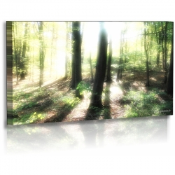 Naturbilder - Landschaft - Bild - Waldlichtung -...