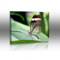 Schmetterlinge - Bilder - Glasfalter - Greta Oto