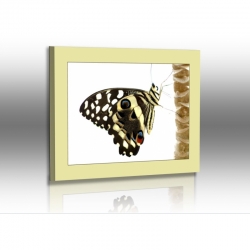 Schmetterlinge - Bilder - Papilio demodocus