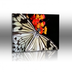 Schmetterlinge - Bilder - Weiße Baumnymphe