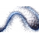 Naturbilder - Blumenfotos - Bilder - Kaktus - Exotische Blume - Weiss - Blau