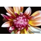 Naturbilder - Blumenfotos - Blume - Bild - Dahlie - Exotische Blumen