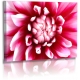 Naturbilder - Blumenfotos - Blume - Bild - Dahlie - Frühlingsbilder - Rosa