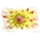 Naturbilder - Blumenfotos - Blume - Bild - Dahlie - Weiss - Gelb