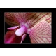 Naturbilder - Blumenfotos - Blume - Bild - Orchidee - Lila