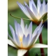 Naturbilder - Blumenfotos - Blume - Bild - Seerose - Blumensträuße - Bilder