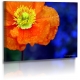 Naturbilder - Blumenfotos - Blume - Mohnblumen - Bilder - Orange - Blau