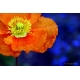 Naturbilder - Blumenfotos - Blume - Mohnblumen - Bilder - Orange - Blau