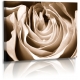 Naturbilder - Blumenfotos - Blume - Rose - Bilder - Blumen - Sepia