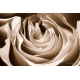 Naturbilder - Blumenfotos - Blume - Rose - Bilder - Blumen - Sepia