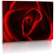 Naturbilder - Blumenfotos - Blume - Rose - Bilder - Rot - Schwarz