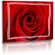 Naturbilder - Blumenfotos - Blume - Rose - Bilder - Rot