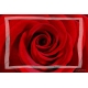 Naturbilder - Blumenfotos - Blume - Rose - Bilder - Rot