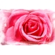 Naturbilder - Blumenfotos - Blume - Rose - Rosa - Bilder - Frühlingsblumen