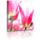 Naturbilder - Blumenfotos - Blume - Tulpen - Bilder - Frühlingsblumen