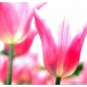 Naturbilder - Blumenfotos - Blume - Tulpen - Bilder - Frühlingsblumen