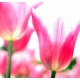 Naturbilder - Blumenfotos - Blume - Tulpen - Bilder - Frhlingsblumen