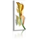 Naturbilder - Blumenfotos - Calla - Blume - Abstrakte Bilder
