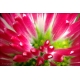 Naturbilder - Blumenfotos - Korbblüter - Frühlingsblumen - Bilder