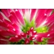 Naturbilder - Blumenfotos - Korbblter - Frhlingsblumen - Bilder