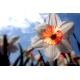 Naturbilder - Blumenfotos - Narzissen - Bilder - Blume - Frühlingsbilder