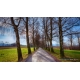 Naturbilder - Landschaft - Allee - Bild - Bume - Weg