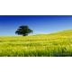 Naturbilder - Landschaft - Bild - Toskana - Italien - Baum - Frhlingswiese