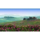 Naturbilder - Landschaft - Bild - Toskana - Italien - Frühling