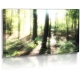Naturbilder - Landschaft - Bild - Waldlichtung - Sonnenstrahlen - Bäume
