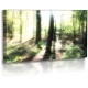 Naturbilder - Landschaft - Bild - Waldlichtung - Sonnenstrahlen - Bume