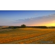 Naturbilder - Landschaft - Feld - Bild - Sonnenuntergang - Wiese
