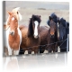 Naturbilder - Landschaft - Island - Bild - Pferde - Islandpony