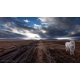 Naturbilder - Landschaft - Island - Bild - Wolken - Gletscher - Islandpony