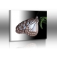 Schmetterlinge - Bilder - Butterfly