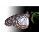 Schmetterlinge - Bilder - Butterfly