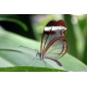 Schmetterlinge - Bilder - Glasfalter - Greta Oto