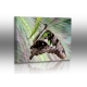 Schmetterlinge - Bilder - Graphium agamemnon