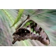 Schmetterlinge - Bilder - Graphium agamemnon